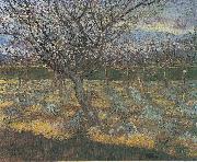 Vincent Van Gogh Flowering orchard with apricot-trees Spain oil painting artist